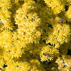 Two working honeybees from above with beautiful wings surrounded by yellow blossoms of a shrub.