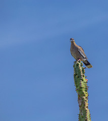 Dove on Top of Cactus in Arizona Desert