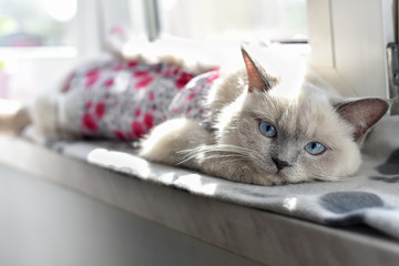 British shorthair cat lying on the windowsill