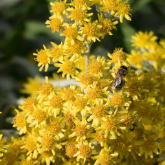 A honey bee from above with sparkling wings from the sun sitting on a blooming yellow plant 