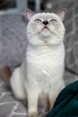 British shorthair point cat