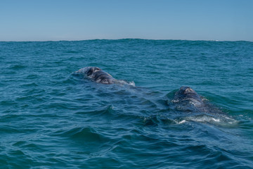 Gray whale (Eschrichtius robustus) mother and calf on the surface off the coast of Baja California, Mexico.