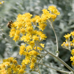 Yellow flower heads of jacobaea maritima with a bee collecting nectar on it at the front and with the silver leaves of the plant in the background 