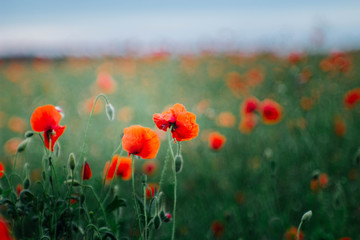 field of wild poppies - polish summer countryside landscape