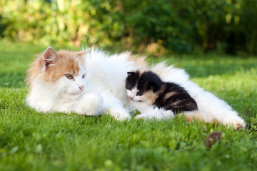 Naklejka na ściany i meble cat and kitten on the grass