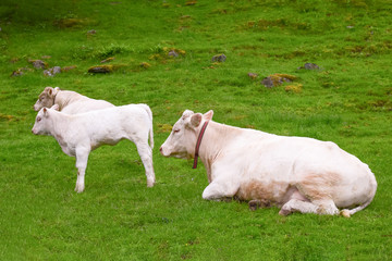 White cow with calves on a green pasture. Livestock and agriculture in Norway. Breeding cows.