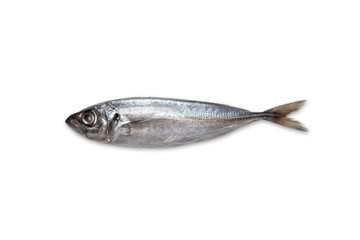 Fresh mackerel isolated on white background