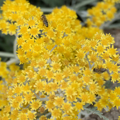 Blooming yellow mediterranean plant named jacobaea maritima with two insects on it. 