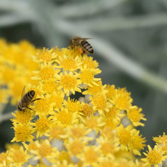 Yellow flower heads with two bees collecting pollen and nectar. One bee is blurred in the background and has an orange pollen basket on her hind leg surrounded by silver leaves and yellow blossoms.