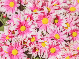 Soft focus beautiful Paris daisy (Argyranthemum frutescens) blossom texture background, other names include marguerite or marguerite daisy.