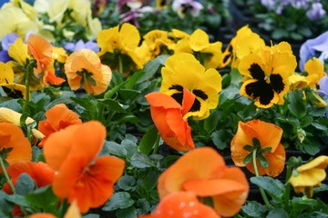 Obraz premium Flowers, Nancy, France