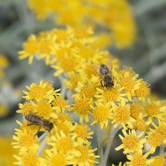 Proboscis of a honeybee licking nectar from a yellow plant surrounded by a second working bee and...