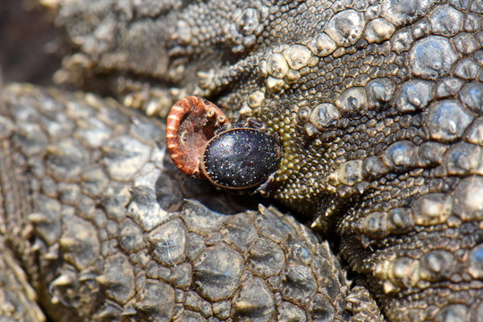 Zecken auf der Haut einer Echse (Hardun) - ticks on a lizard