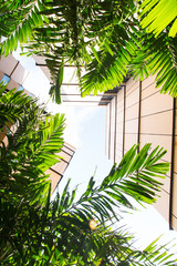 Fototapeta na wymiar Urban architecture combine with green palm View up