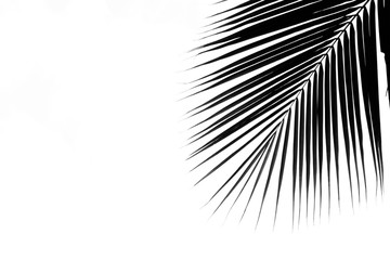 palm coconut leaves on white background