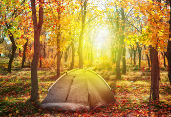 Beautiful autumn landscape with trees and dry leaves on ground