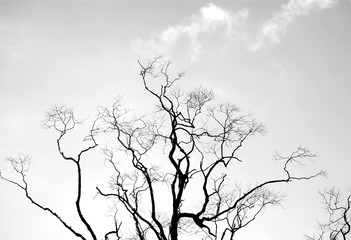 Bare tree branches