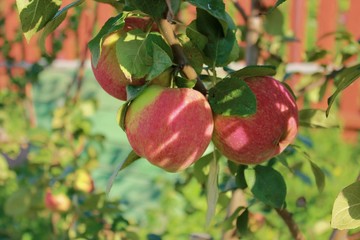 red apples on tree