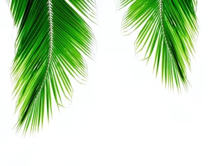 palm coconut leaves on white background