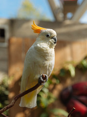 Citron-crested Cockatoo