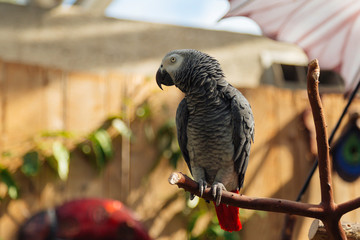 African Grey Parrot
