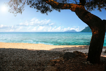 Fototapeta premium tree on the rocky beach