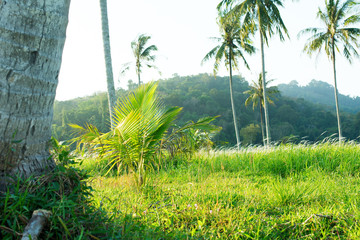 Basis of big palm tree and young growing tree wild