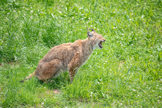 Lince boreal en el parque de la naturaleza de cab&aacute;rceno espectacular felino