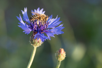 Biene auf Nahrungssuche