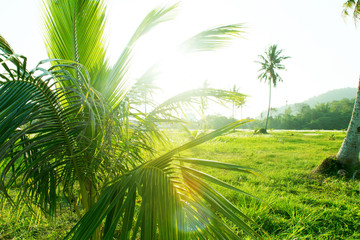 Naklejka na ściany i meble Leaves of coconut palm tree with sun across leaves