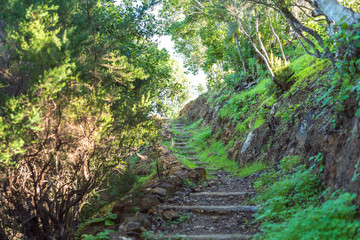 The Cloud Forest Garajonay on La Gomera is a UNESCO World Heritage Site