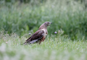 The male The western marsh harrier (Circus aeruginosus) sits on the ground among thick grass. Close-up and detailed photos