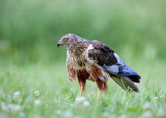 The male The western marsh harrier (Circus aeruginosus) sits on the ground among thick grass. Close-up and detailed photos - obrazy, fototapety, plakaty