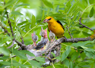 Rare and unusual feeding shots of the oriole chicks  by the adult orioles