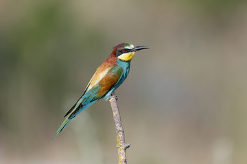 European bee-eaters shot on a blurred color background