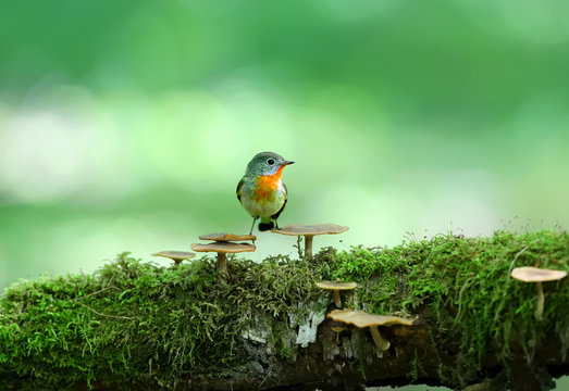 Male red-breasted flycatcher (Ficedula parva) poses on a moss-covered log of mushrooms. Unusual close-up and soft light photos in full color.