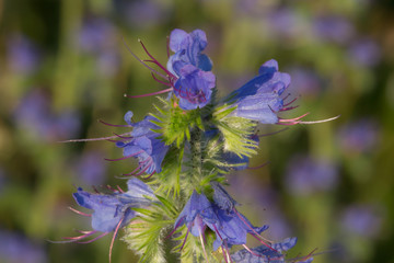 oberste Blüten eines Blauen Natternkopfs in Nahaufnahme