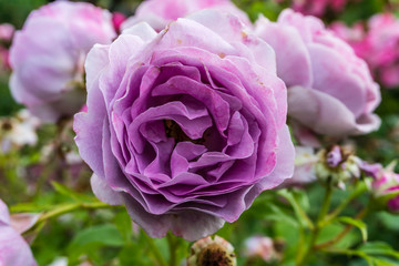 Purple Rose Detail