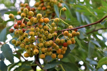 unripe rowan