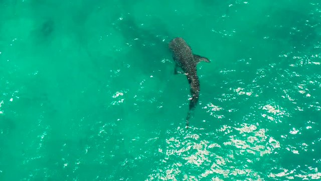 Whale shark in blue water in the open sea from above. Whale shark in the wild wildlife. Philippines,Oslob, Cebu.