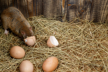 Close-up the young rat (Rattus norvegicus)  eats hen's egg in the chicken coop. Top view.  Concept of rodent control. 