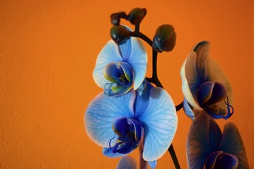 Blue orchid on orange background