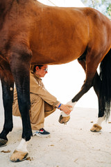 Veterinary woman examining and treating the tendons of the horse leg. Equine physiotherapy