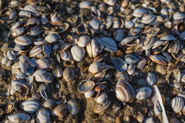 shells on the beach