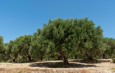 Fototapeta premium Crete, Greece. June 2019. An olive tree in early summer in the Rodopos Peninsula region of Crete close to Kissamos.