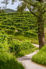 Fototapeta na wymiar Path between vineyards