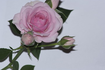pink rose on white background