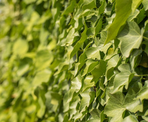 Obraz premium background of green leaves