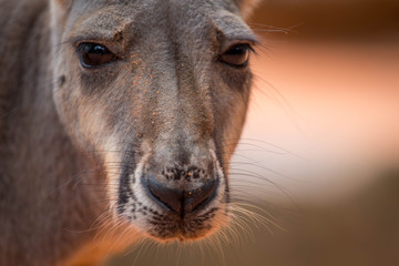 Fototapeta premium Portrait of a Kangaroo 