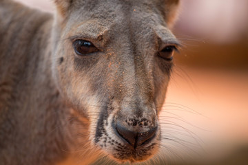 Fototapeta premium Portrait of a Kangaroo 